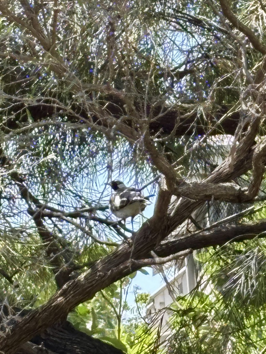 Magpie-lark - ML646425287