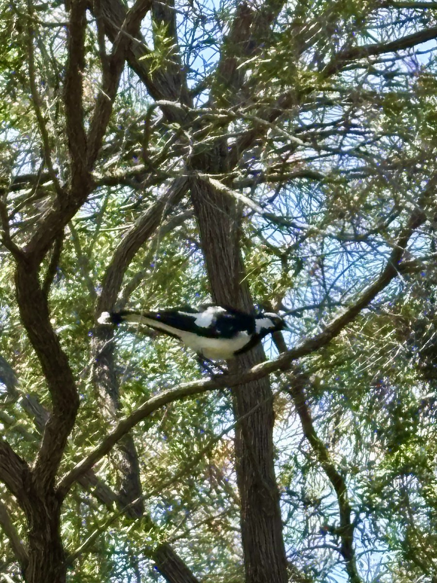 Magpie-lark - ML646425288