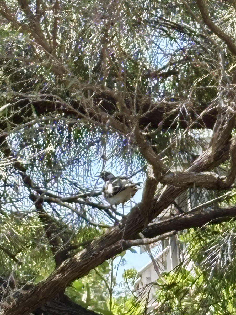 Magpie-lark - ML646425289