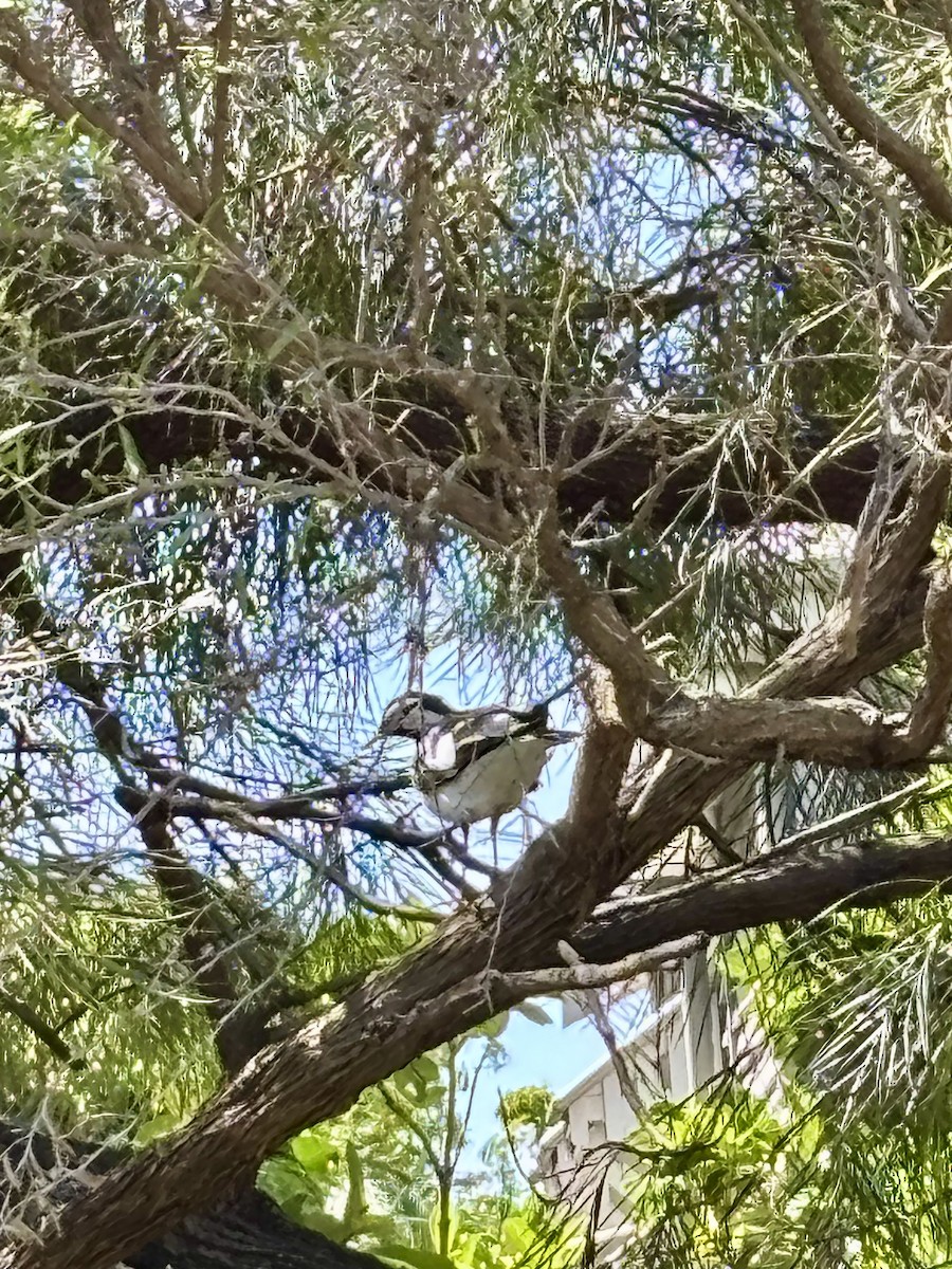 Magpie-lark - ML646425290