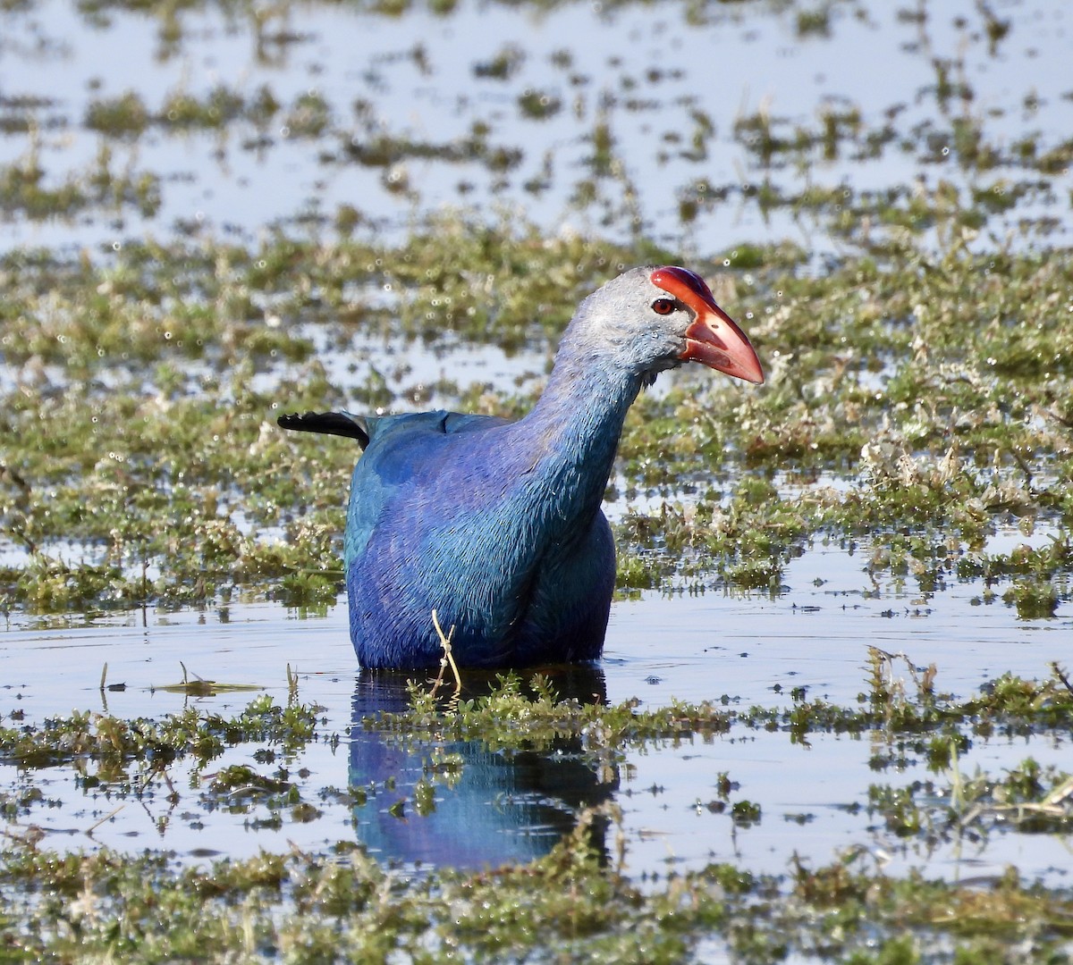 Uroilo urdin burugrisa - ML646425291