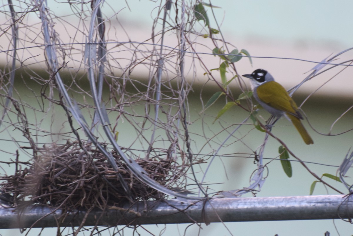 Black-crowned Palm-Tanager - ML646425292