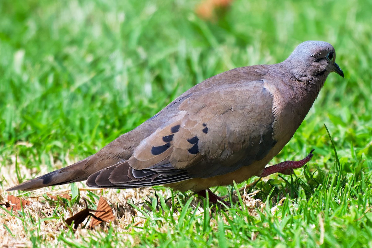 hrdlička černouchá - ML646425293