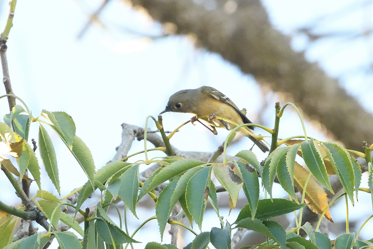 Ruby-crowned Kinglet - ML646425295