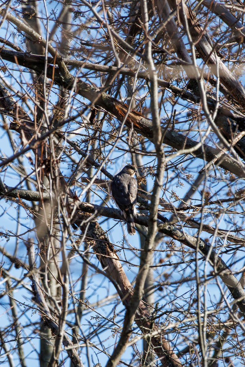 Cooper's Hawk - ML646425296