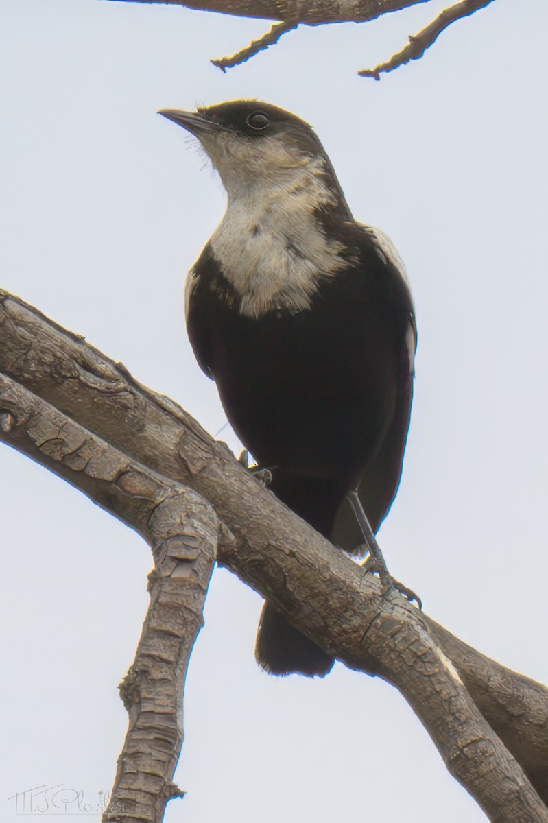 Arnot's Chat - ML646425297