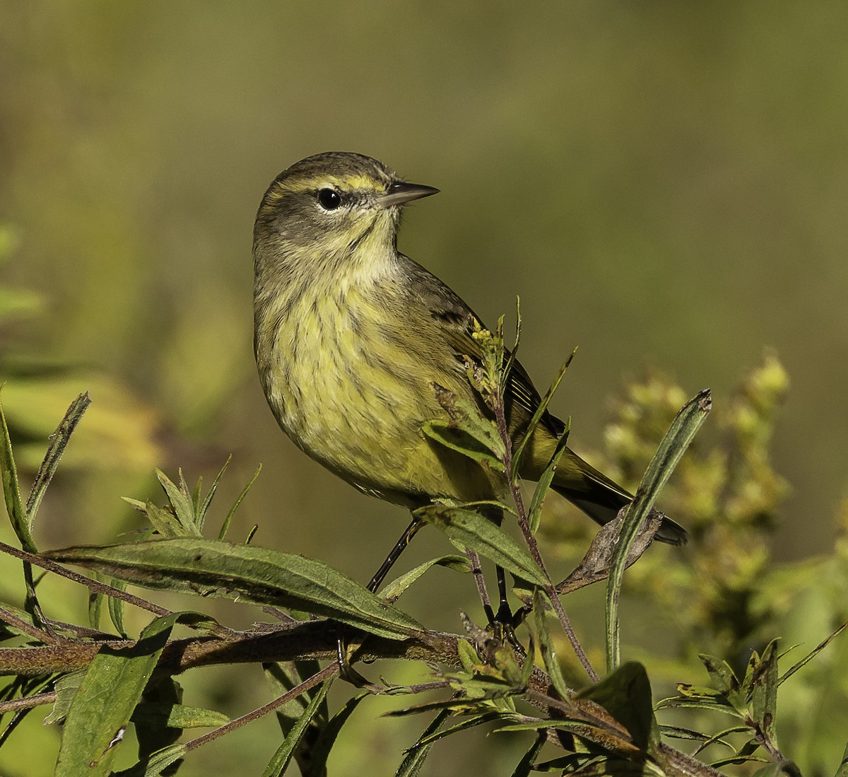 Palm Warbler (Yellow) - ML646425299