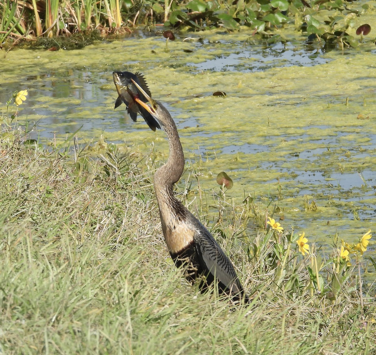 Anhinga - ML646425300