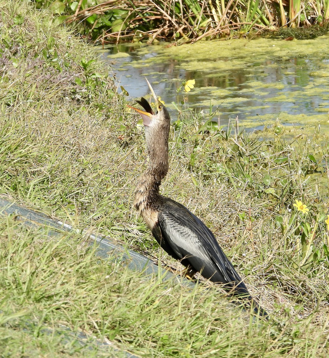 Anhinga - ML646425301