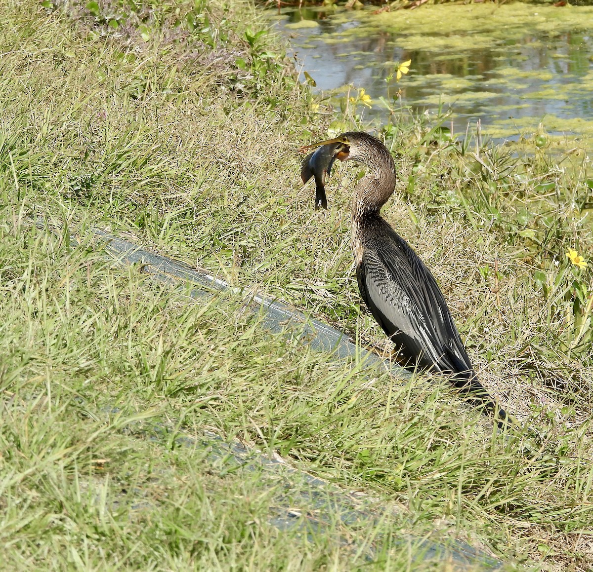 Anhinga - ML646425302