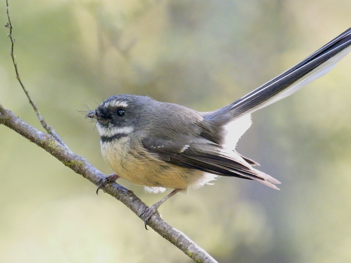 New Zealand Fantail - ML646425304