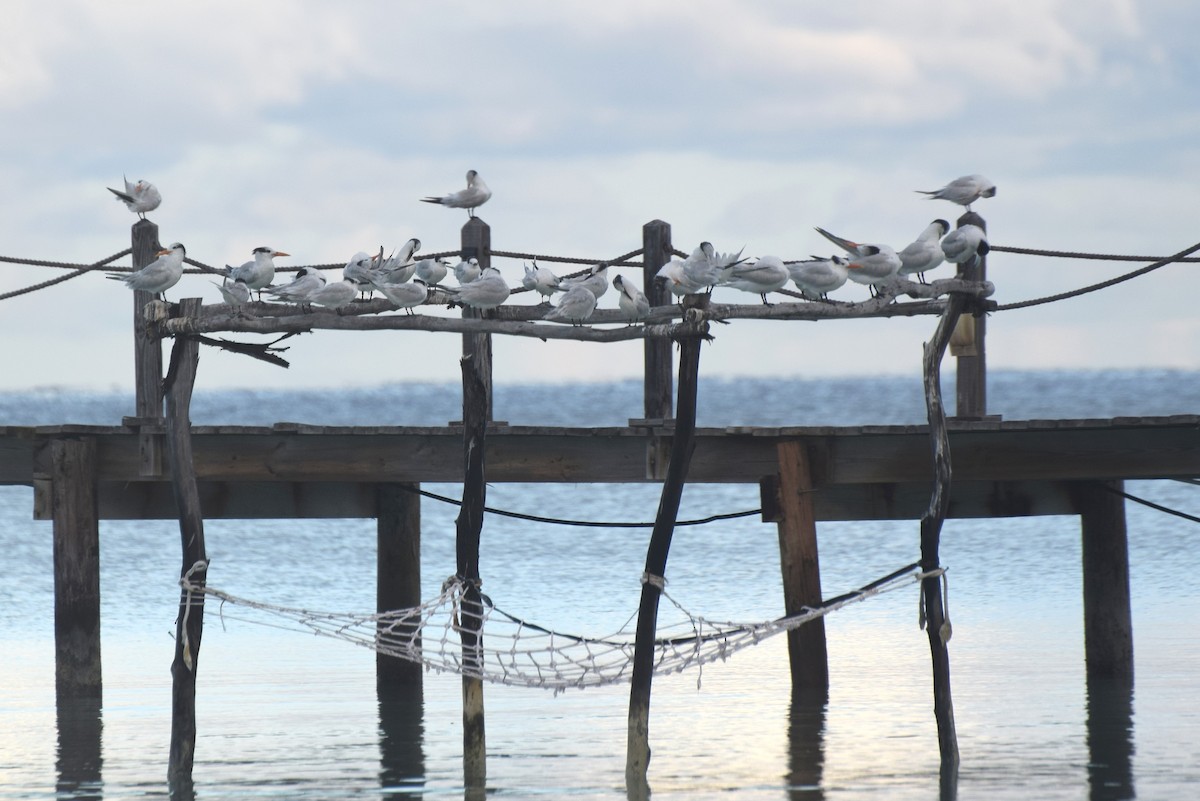 Royal Tern - ML646425305