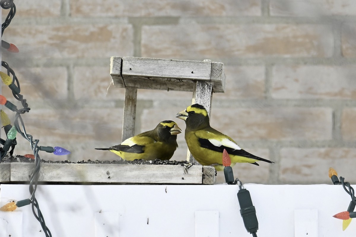 Evening Grosbeak - ML646425307
