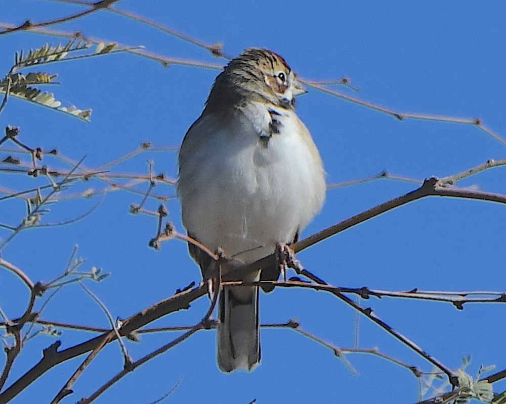Lark Sparrow - ML646425309