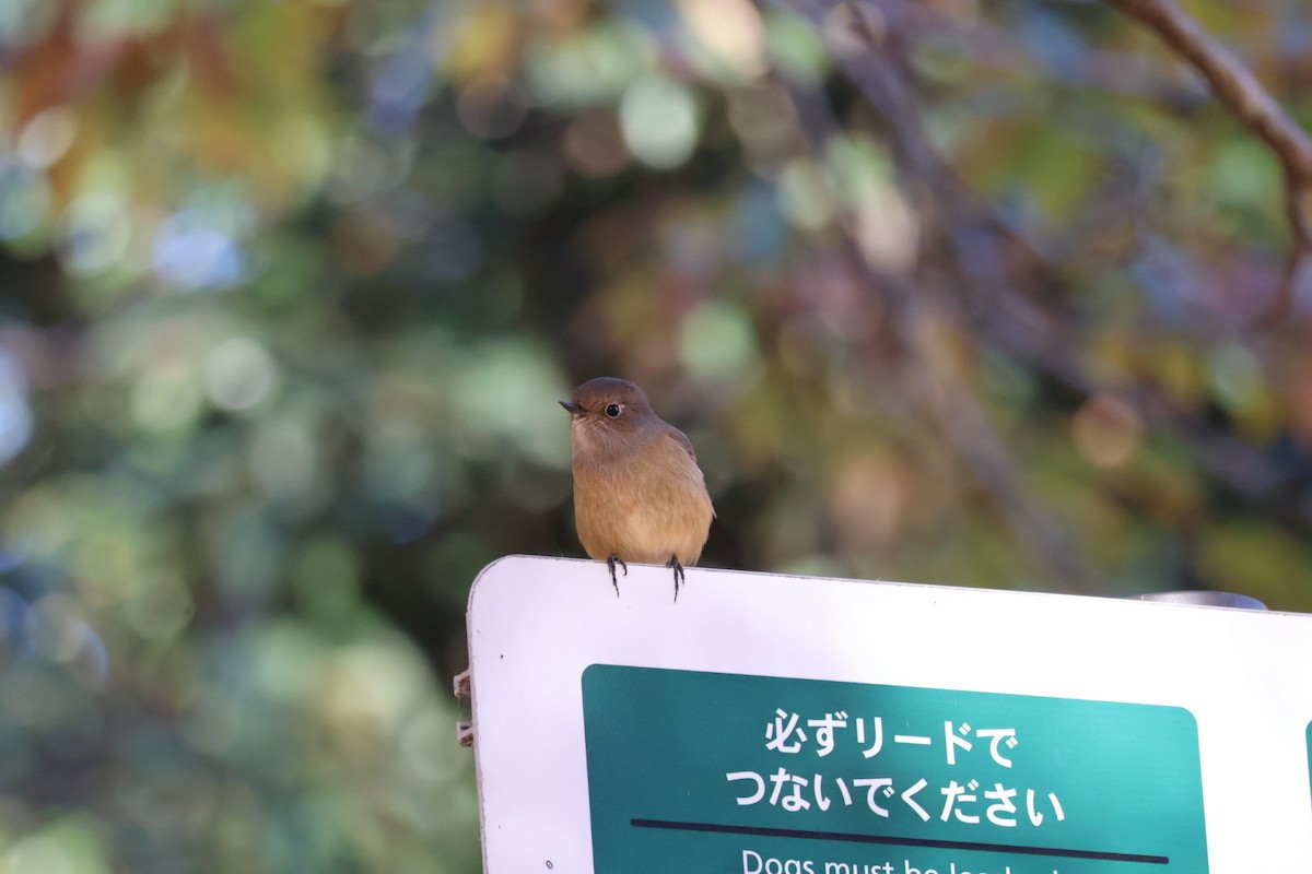 חכלילית סיבירית - ML646425310