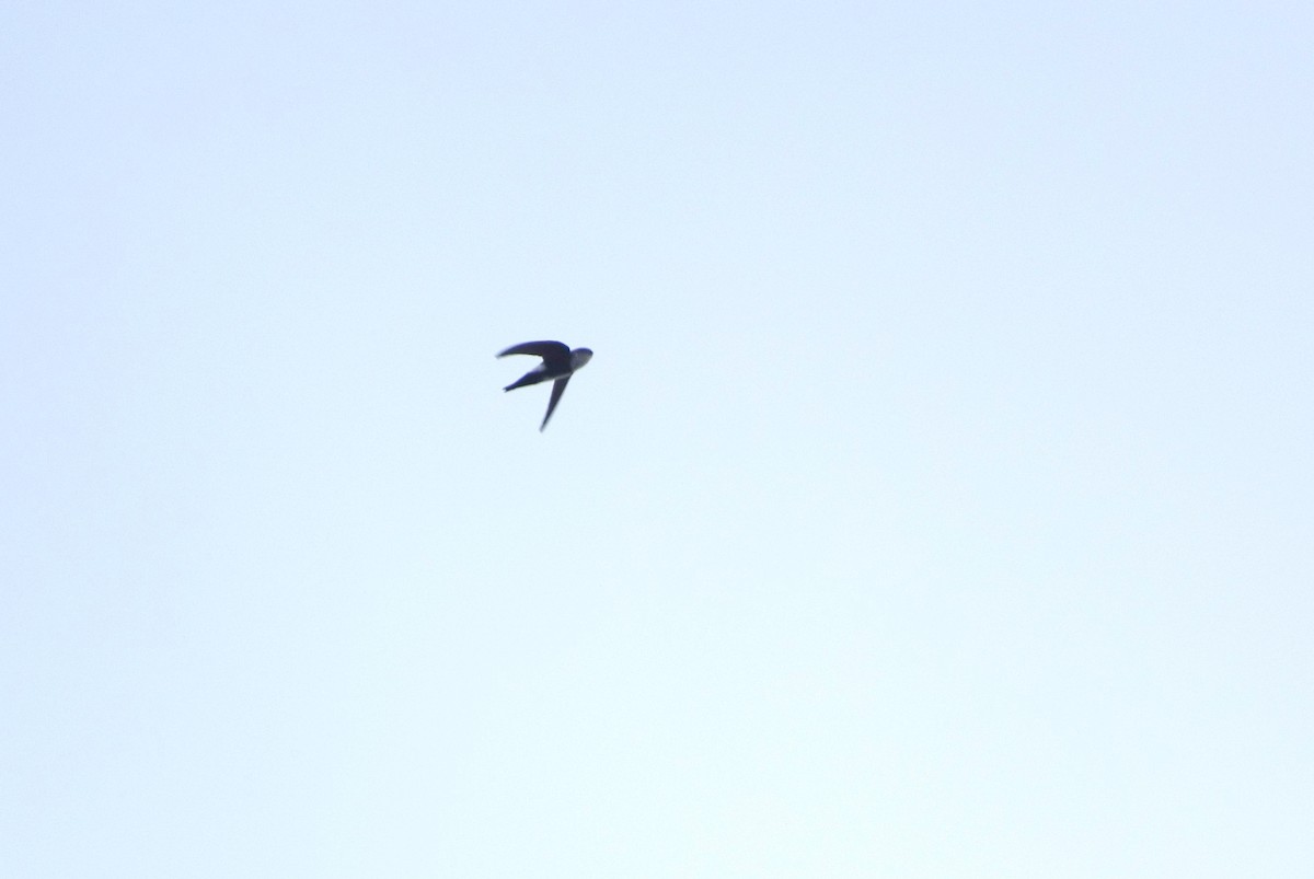 Antillean Palm Swift - ML646425311
