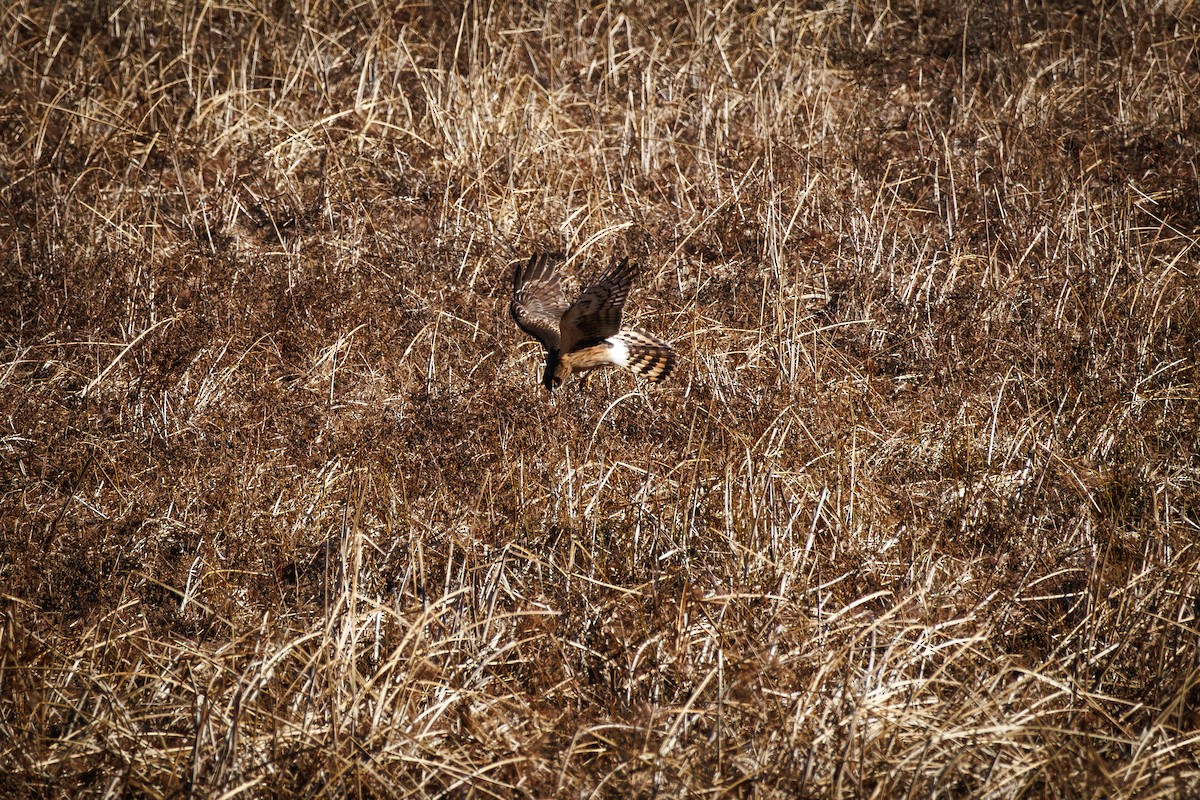 Northern Harrier - ML646425312