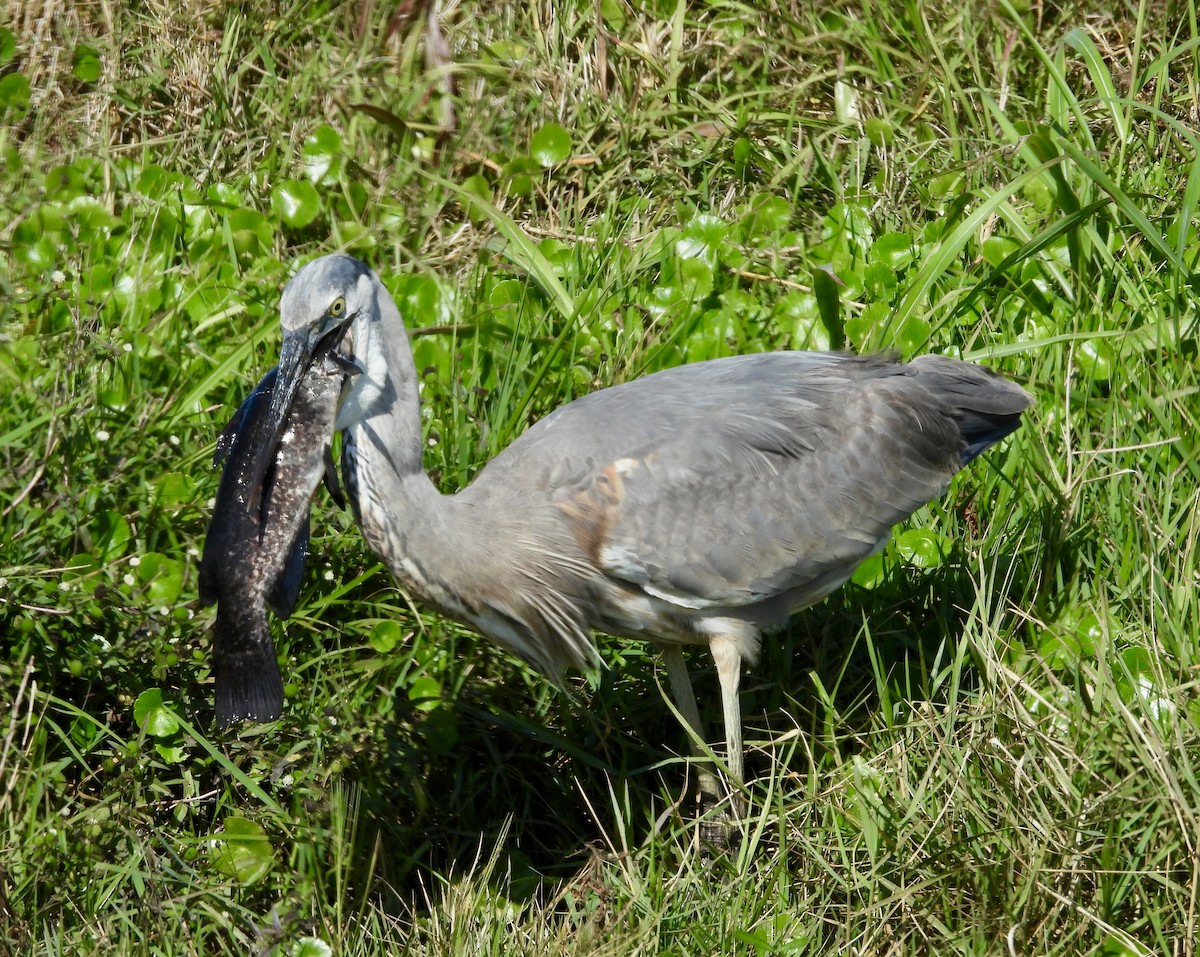 Great Blue Heron - ML646425313