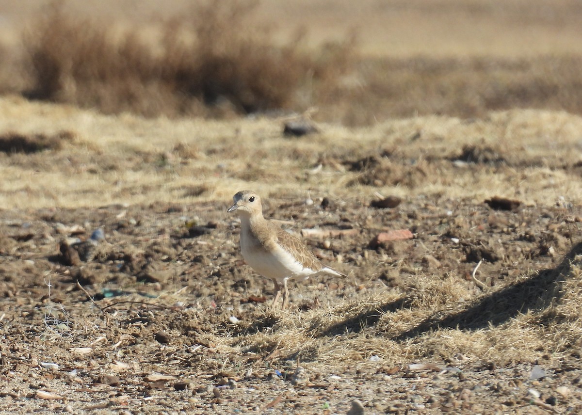 prærielo - ML646425315