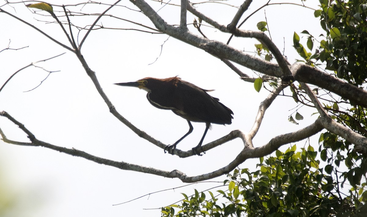 Rufescent Tiger-Heron - ML646425317