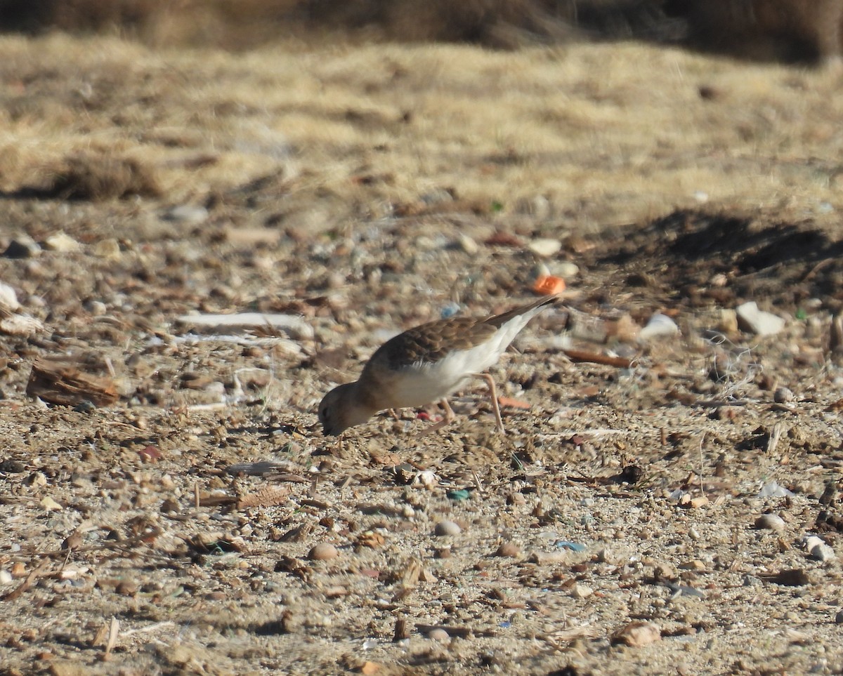 prærielo - ML646425321