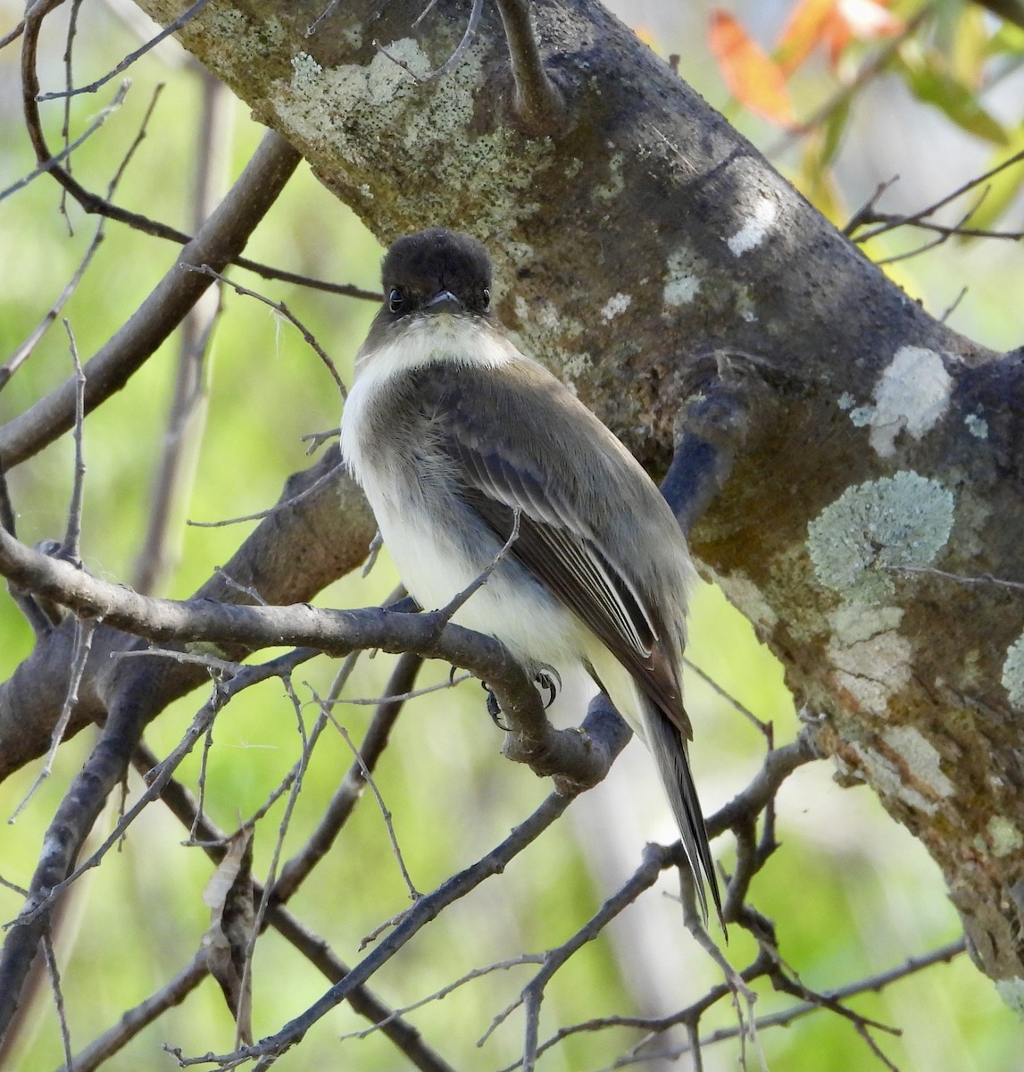 Eastern Phoebe - ML646425322