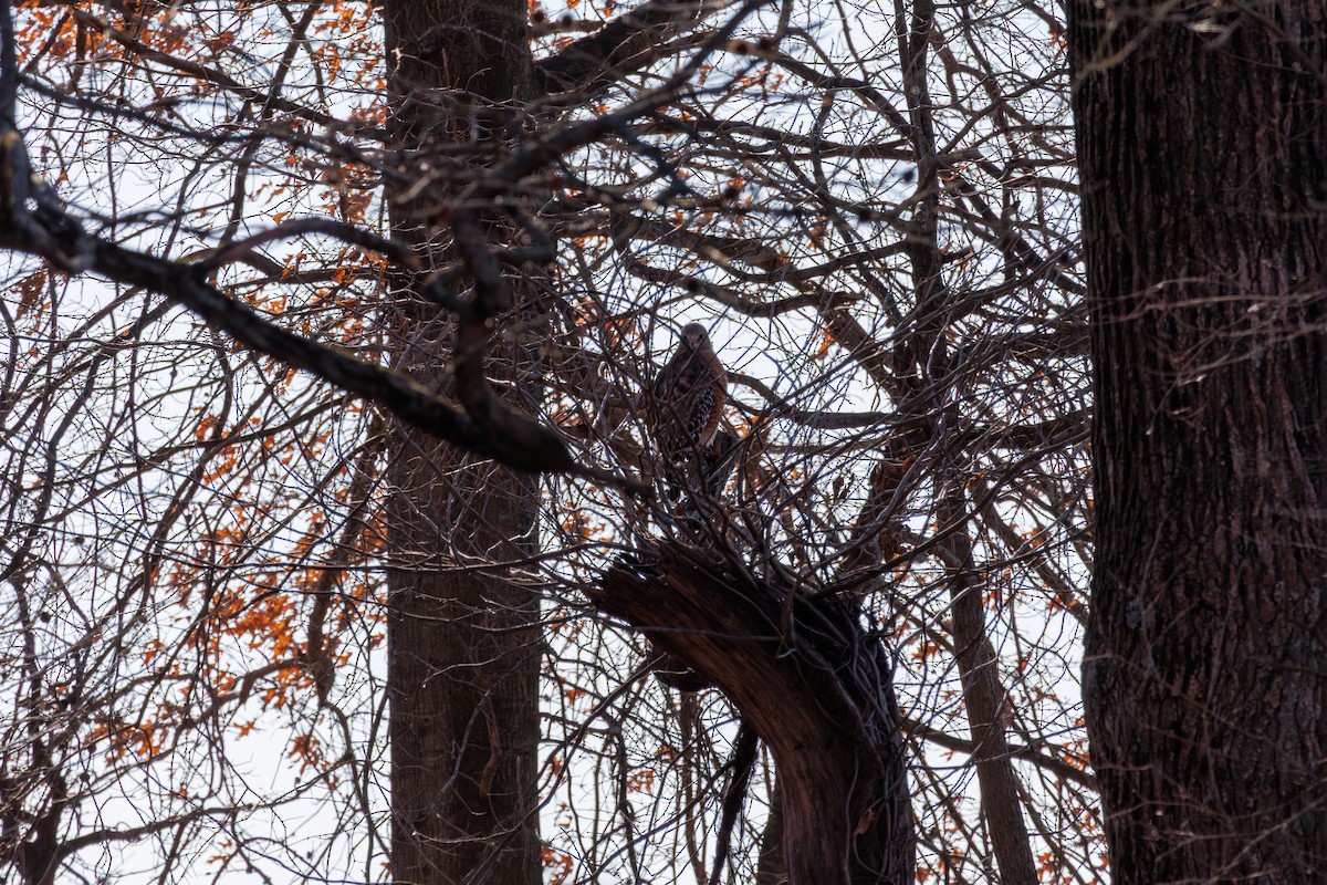 Red-shouldered Hawk - ML646425323