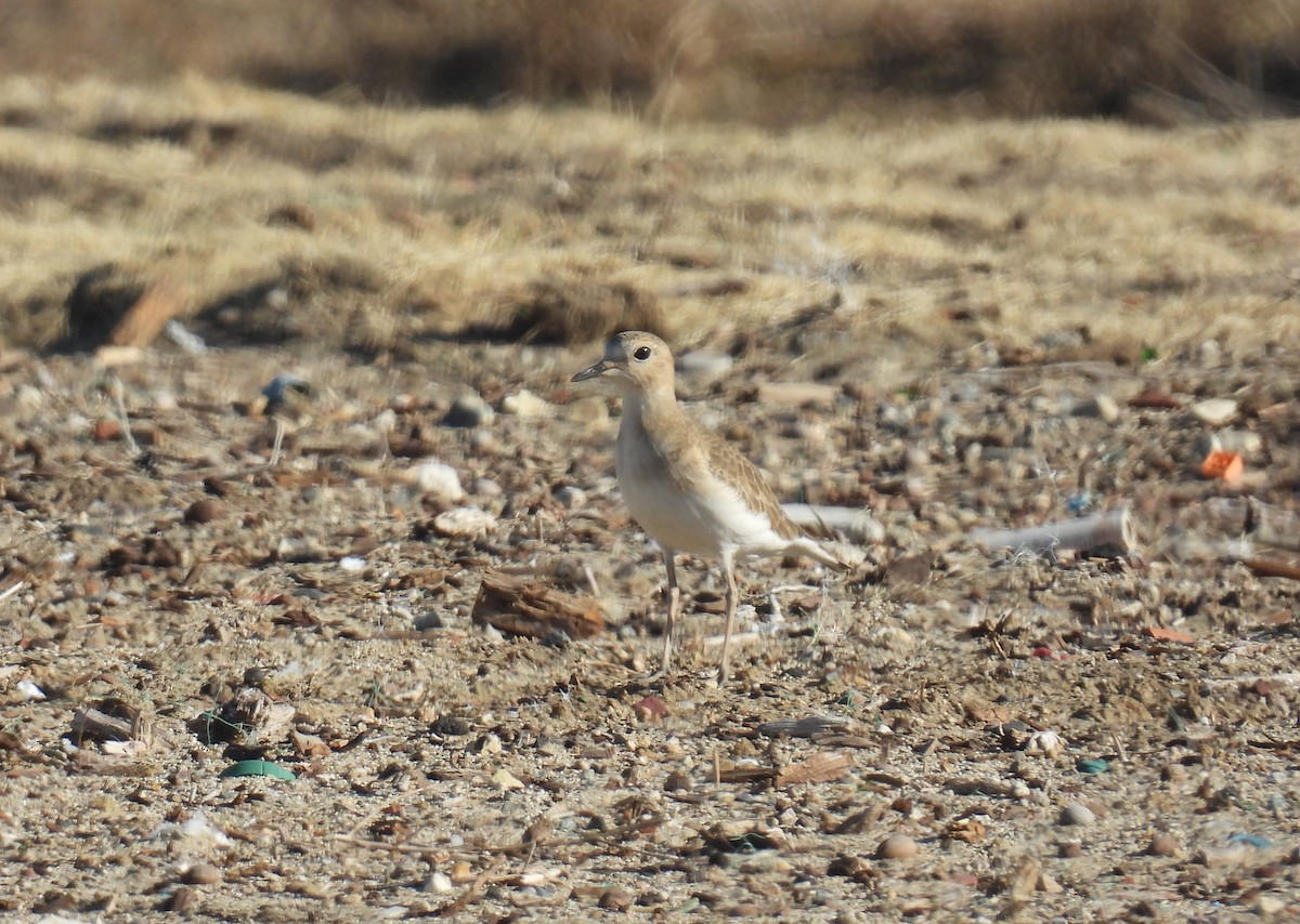 prærielo - ML646425324