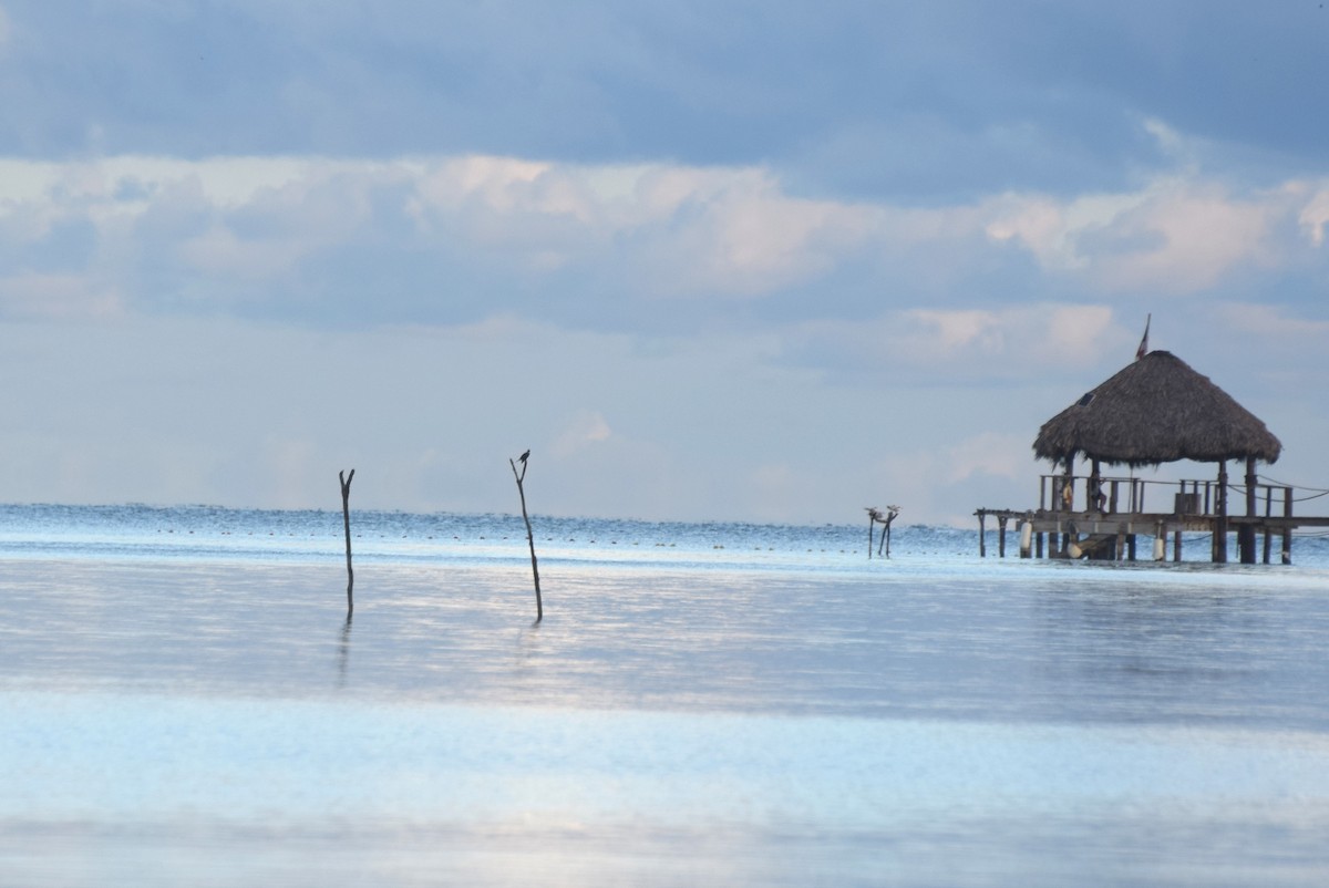 Belted Kingfisher - ML646425325