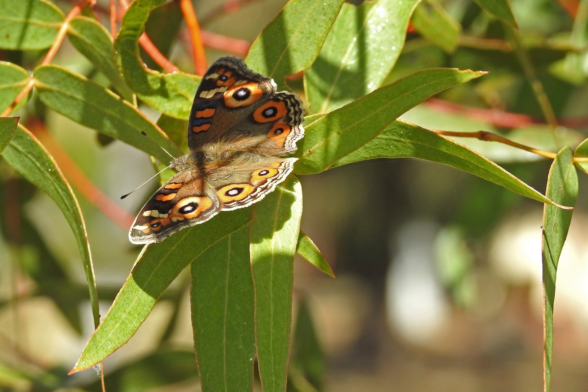 Meadow Argus - ML646425326