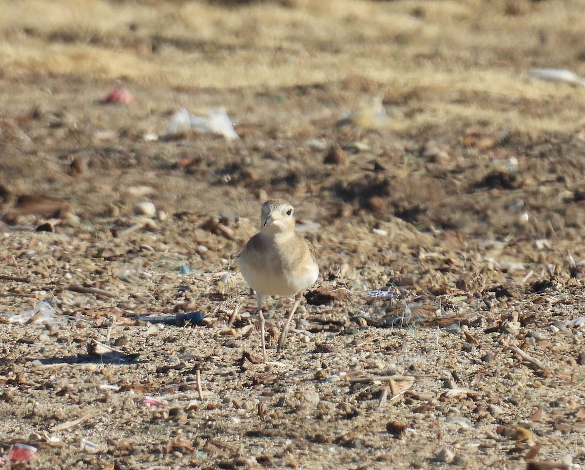 prærielo - ML646425327