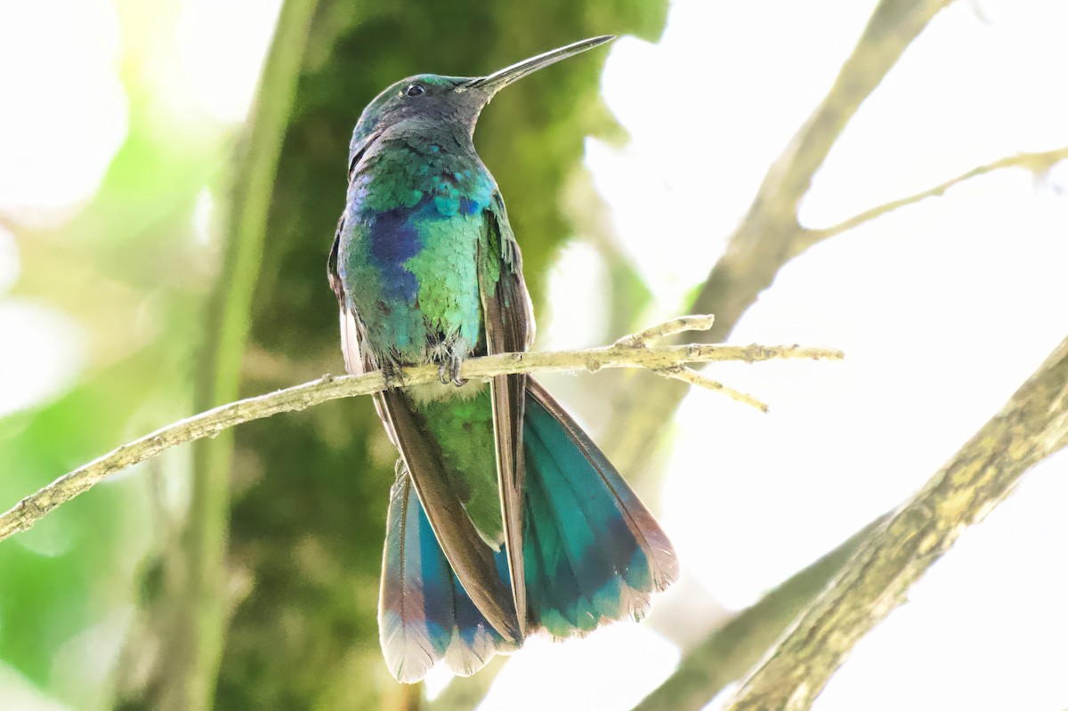 kolibřík modrolící - ML646425328