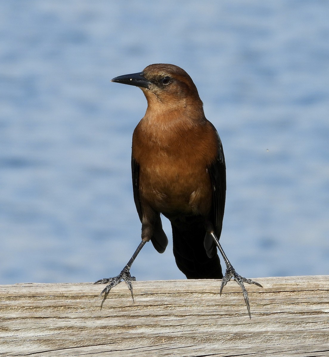 Boat-tailed Grackle - ML646425329