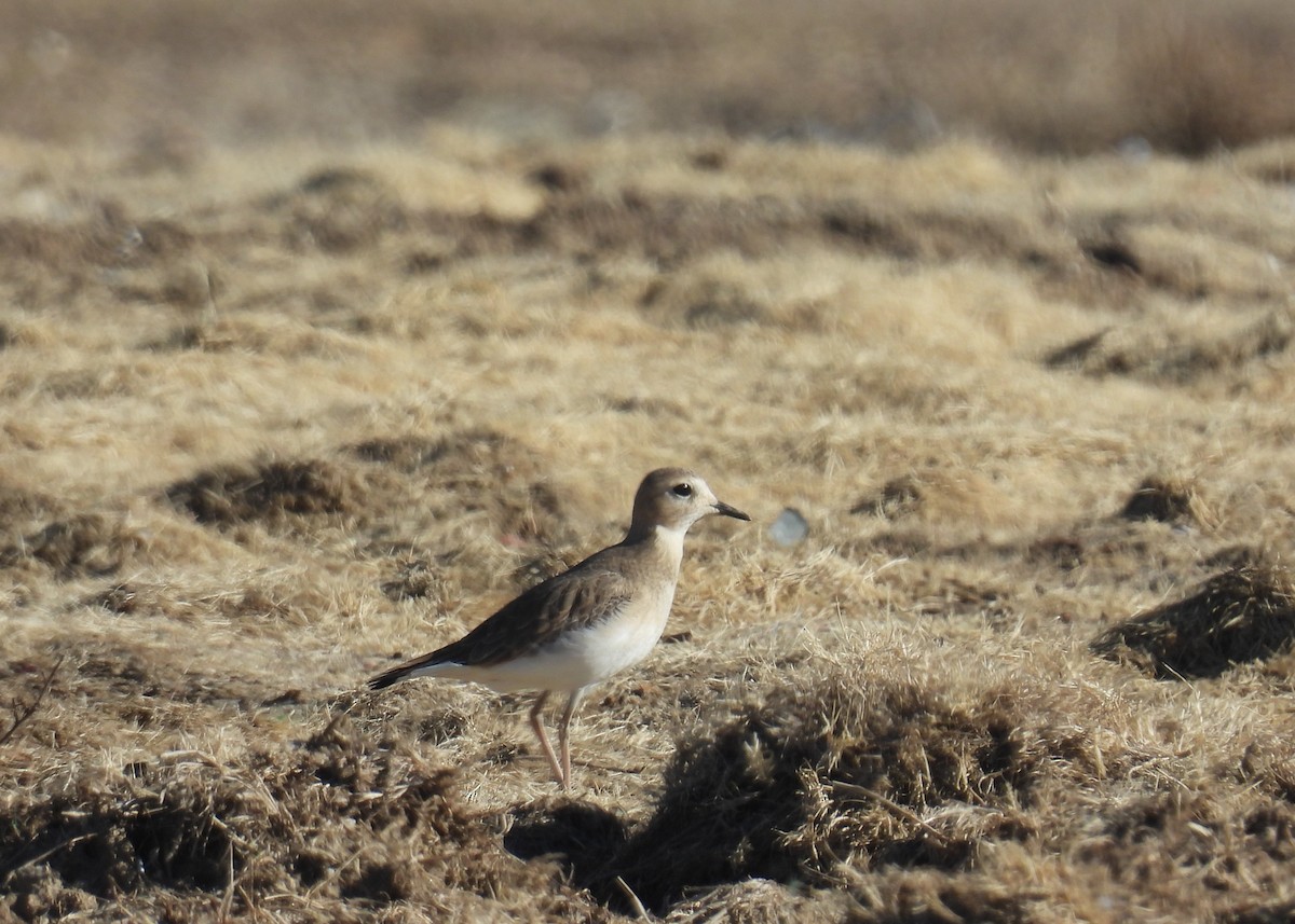 prærielo - ML646425330