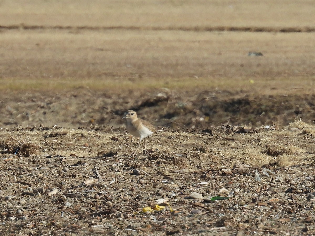 prærielo - ML646425332