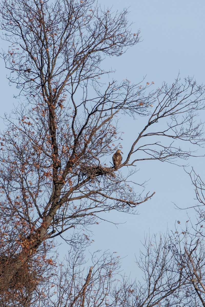 Red-tailed Hawk - ML646425334