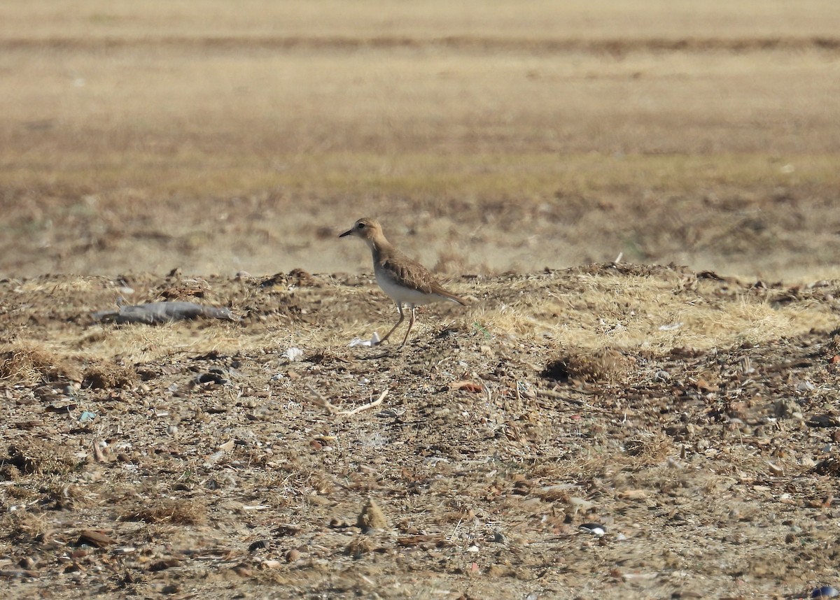 Mountain Plover - ML646425335