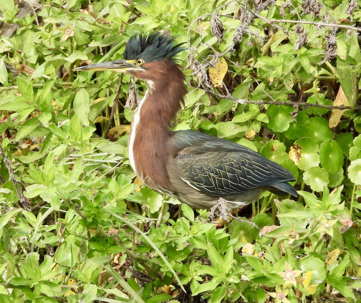 Green Heron - ML646425336
