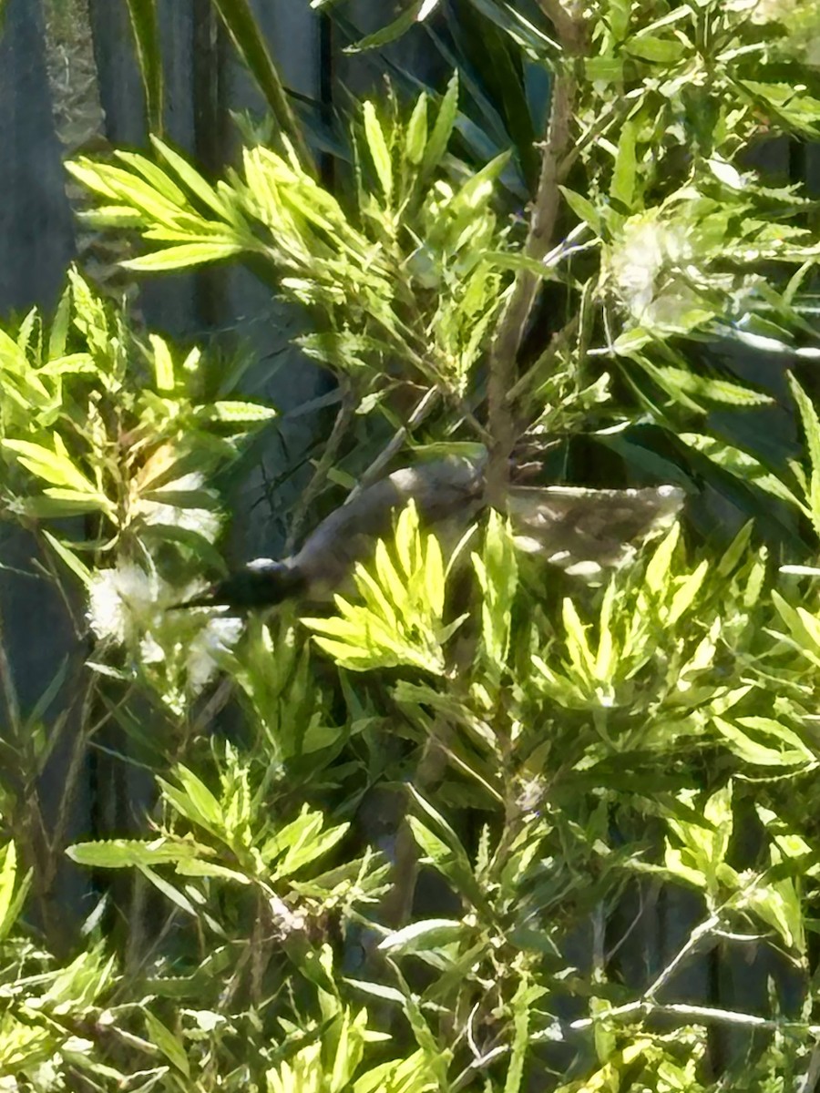 Noisy Friarbird - ML646425337