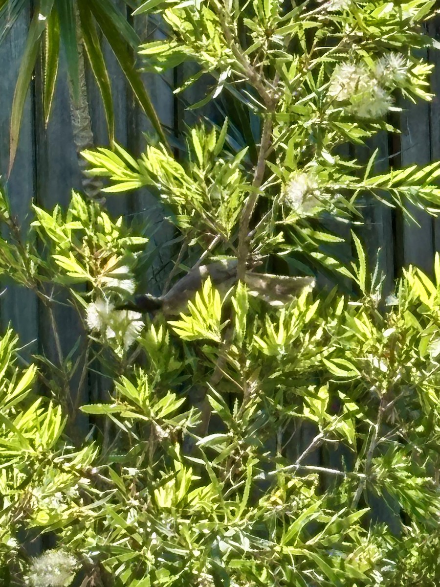 Noisy Friarbird - ML646425338