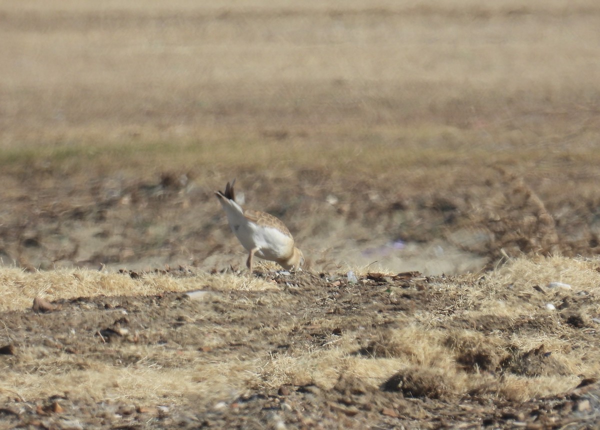 Mountain Plover - ML646425339