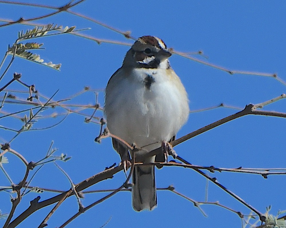 Lark Sparrow - ML646425341