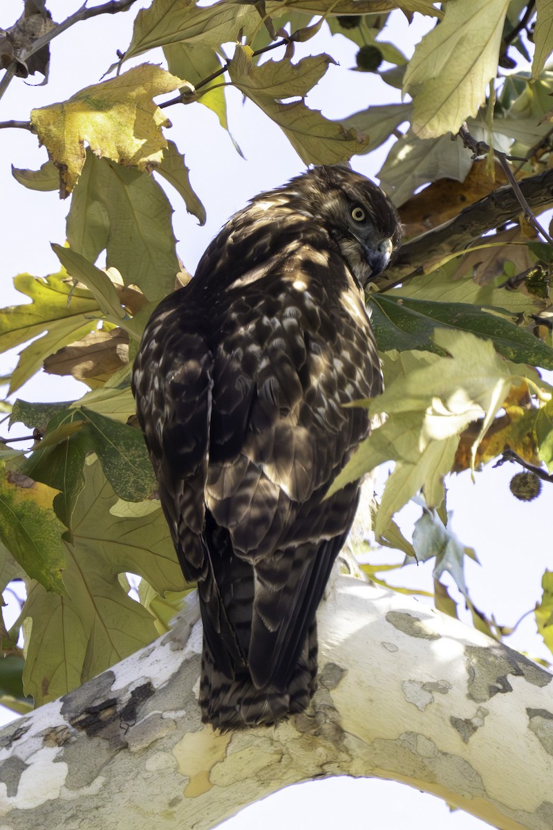 Red-tailed Hawk - ML646425343