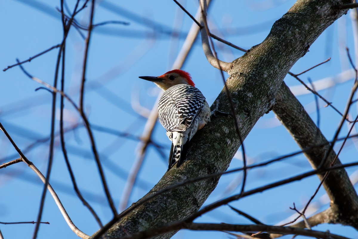 Red-bellied Woodpecker - ML646425344