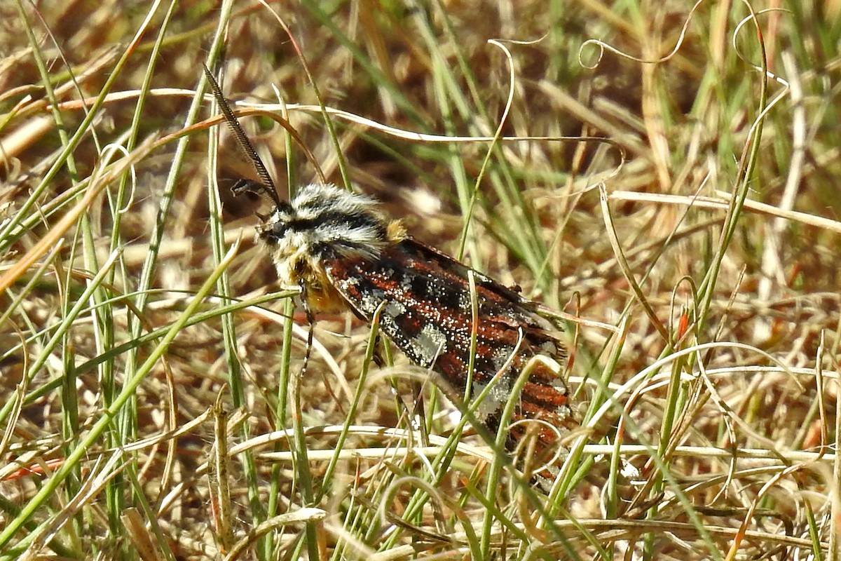 Pasture Day Moth - ML646425345