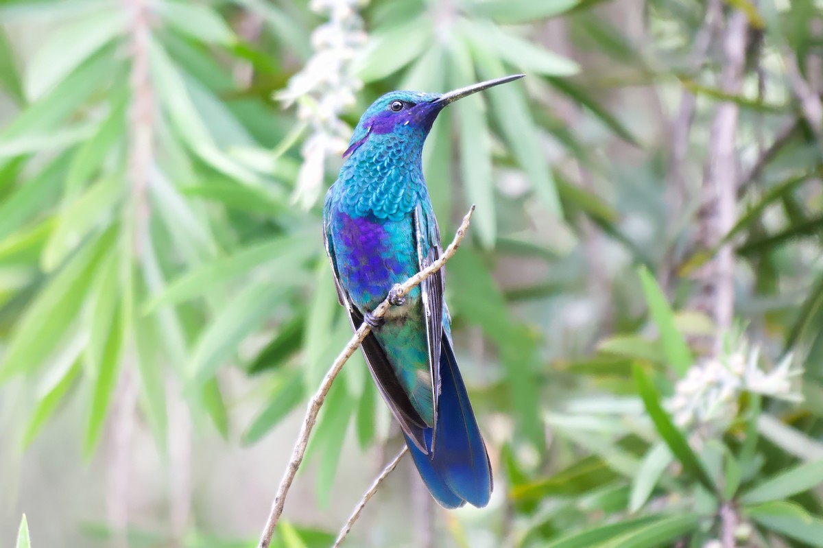 Sparkling Violetear - ML646425346