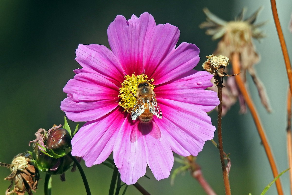 Western Honey Bee - ML646425347