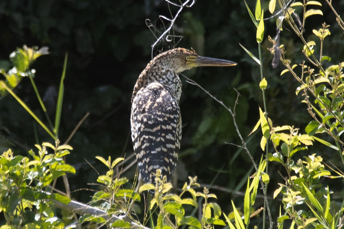 Rufescent Tiger-Heron - ML646425348