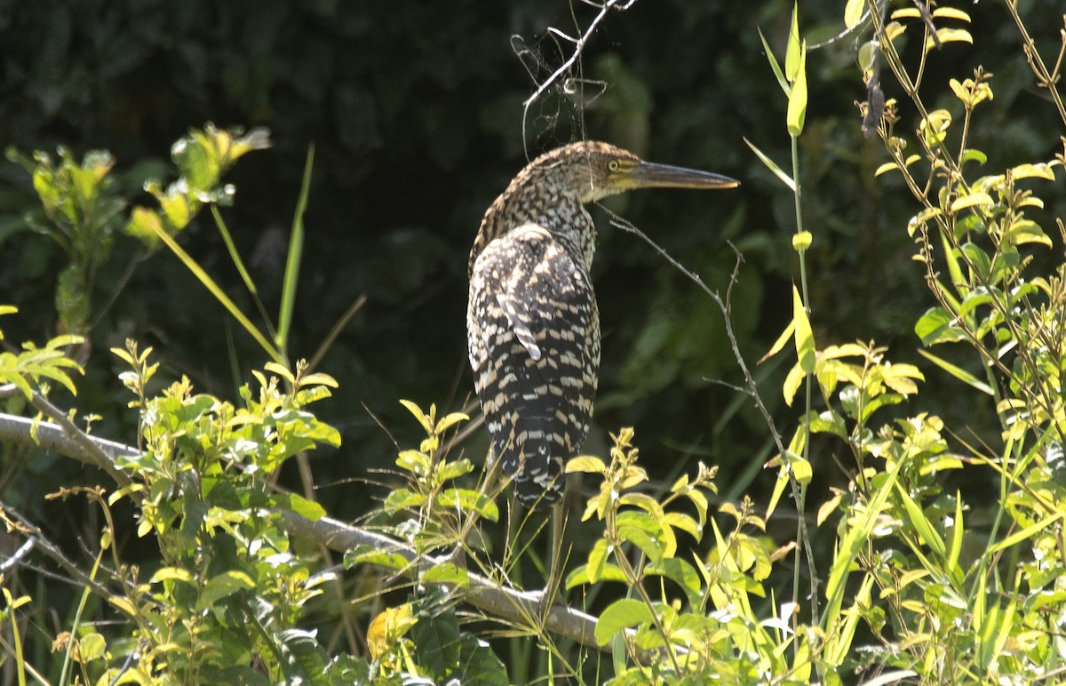 Rufescent Tiger-Heron - ML646425349