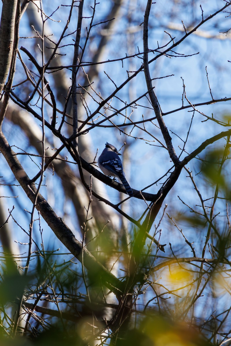 Blue Jay - ML646425350
